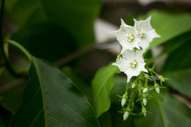 Küçük beyaz çiçeğin adı Vallaris glabra