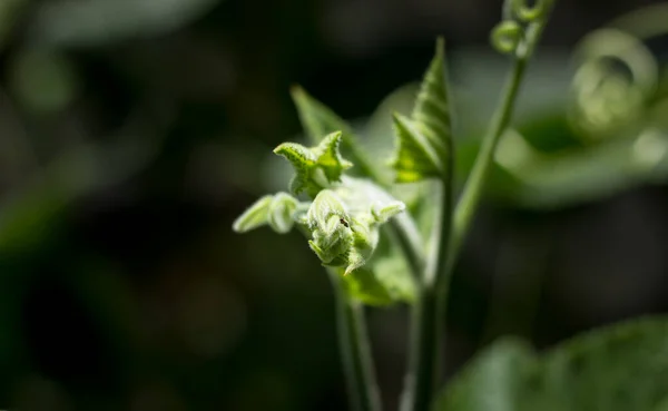 Close Folha Verde Planta Abóbora Amarela — Fotografia de Stock