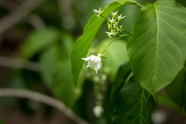 Mały Biały Kwiat Nazwisko Vallaris Glabra — Zdjęcie stockowe