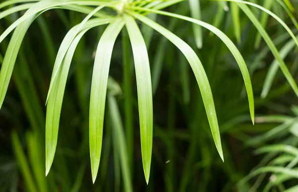 Close Groen Klein Blad Van Papyrus Boom — Stockfoto