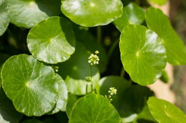 Kapat küçük Gotu kola ağacı veya Asya pennywort veya Hindistan pennywort çiçeği