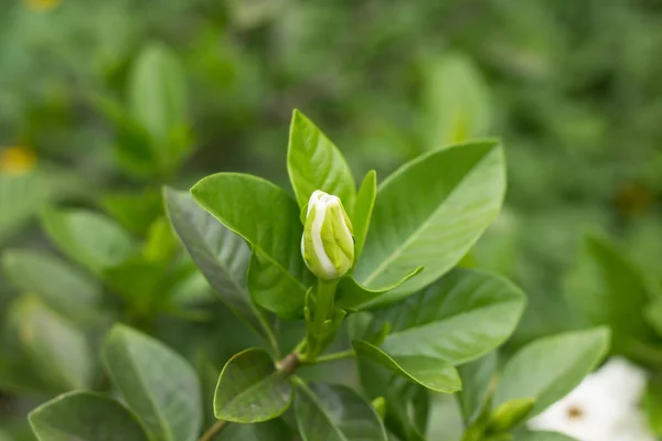 Gardenia Jasminoides — 스톡 사진