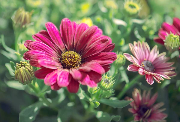 A szép virágok, virág üvegházhatást okozó Stock Fotó