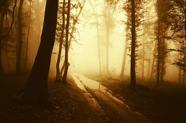 Gün batımında gizemli orman yolda — Stok fotoğraf