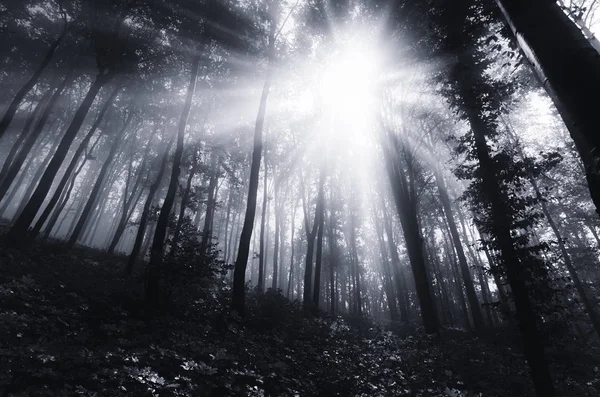 Rayos de sol en bosque misterioso encantado —  Fotos de Stock