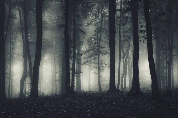 Mörka dimmiga skogen Halloween bakgrund — Stockfoto