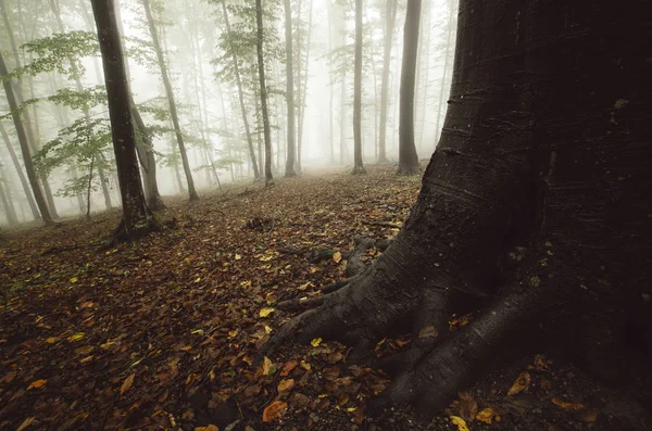 Árvore velha com raízes gigantes na misteriosa floresta de outono — Fotografia de Stock