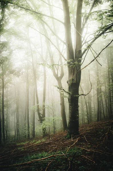 Mornung sun light shining in misty forest with old tree — ストック写真