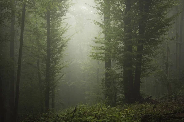 Groen bos met weelderige vegetatie op regenachtige zomerdag, natuurlijke landschap achtergrond — Stockfoto