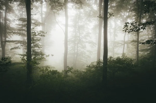 Groen bos in mist fantasie achtergrond — Stockfoto