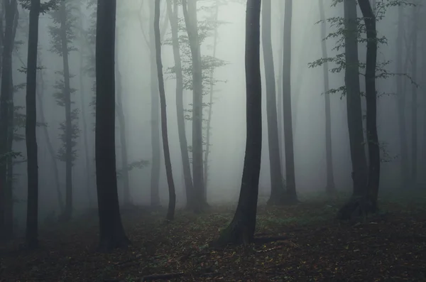 Темно-лесной пейзаж мрачная атмосфера — стоковое фото