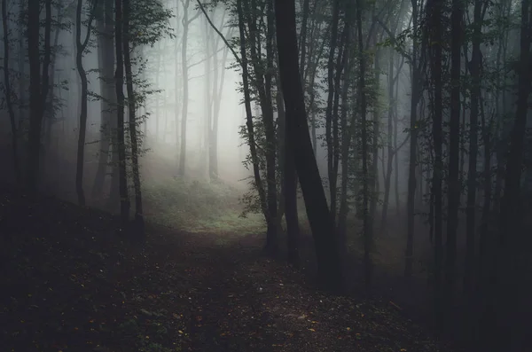 Donker bospad in mist, mysterieus landschap — Stockfoto