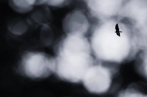 Bird flying against dark sky, abstract background — Stock Photo, Image