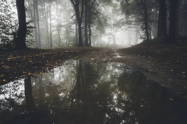 Deštivý den v lese se stromy v mlze odrážející se na vodní hladině — Stock fotografie