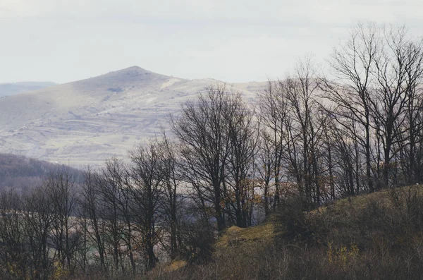 Ağaçlı manzara ve arka planda dağ zirvesi — Stok fotoğraf
