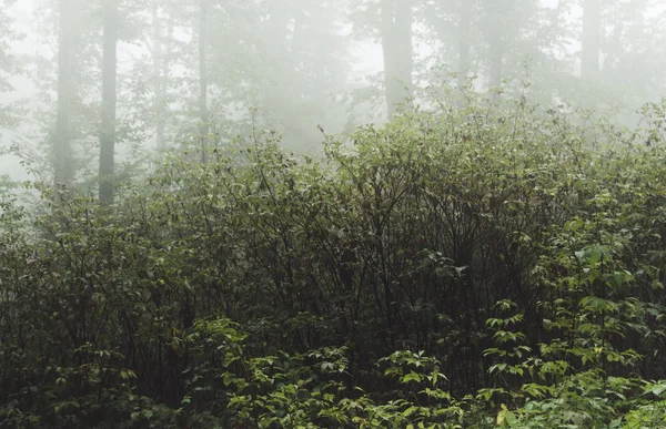 Les plantes vertes dans le fond de forêt brumeuse — Photo