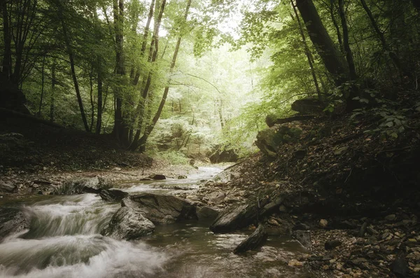 森林溪流景观。 自然景观中的水、树和绿叶 — 图库照片