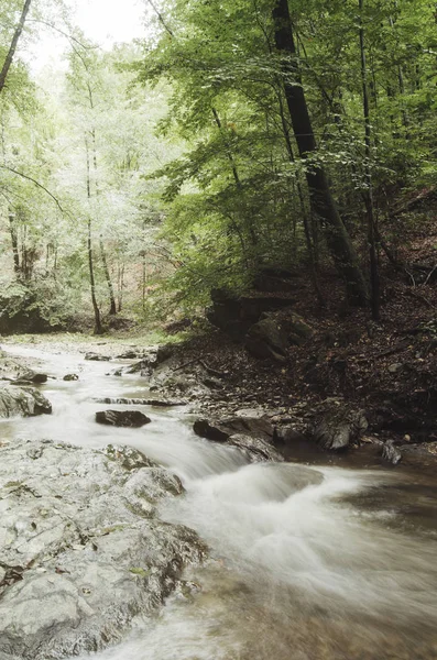 Forest stream landscape with water, trees and green vegetation — Stock Photo, Image