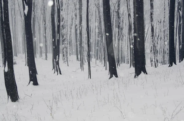 Bosque de fantasía de invierno con nevadas y niebla —  Fotos de Stock