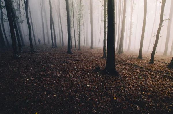 Homme marchant dans la forêt brumeuse avec la lumière du matin sur les arbres — Photo