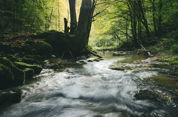 Albero vicino al fiume nella foresta. Paesaggio selvaggio con vegetazione lussureggiante — Foto Stock