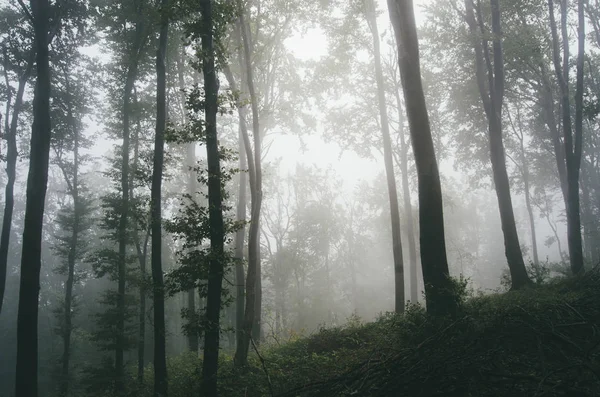 Regnigt väder i skogslandskapet — Stockfoto