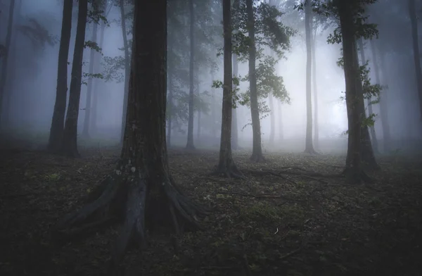 Träd i mörk halloween skog landskap — Stockfoto