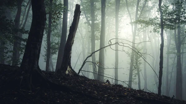 Skog och träd i dimma mystisk natur — Stockfoto