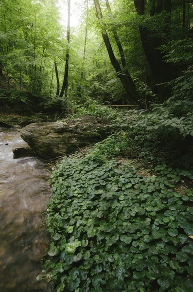 Lysande vildmarkslandskap. Gröna växter och lövverk i naturlig skog med flodlandskap — Stockfoto