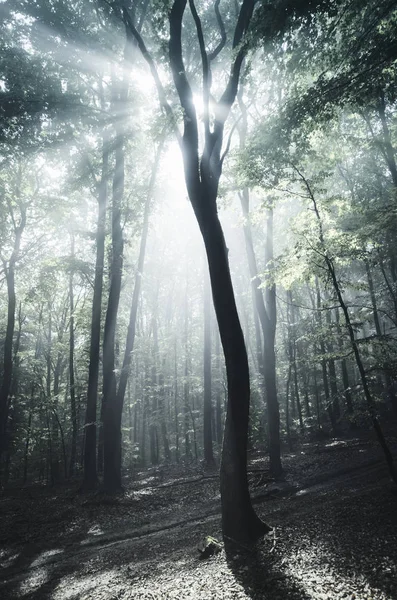 Zonnestralen in mistig bos met oude boom — Stockfoto