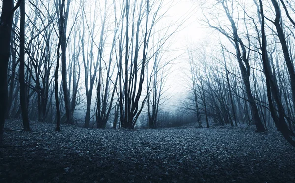 Strašidelné pokroucené stromy ve strašidelném lese, Halloween lesní pozadí — Stock fotografie