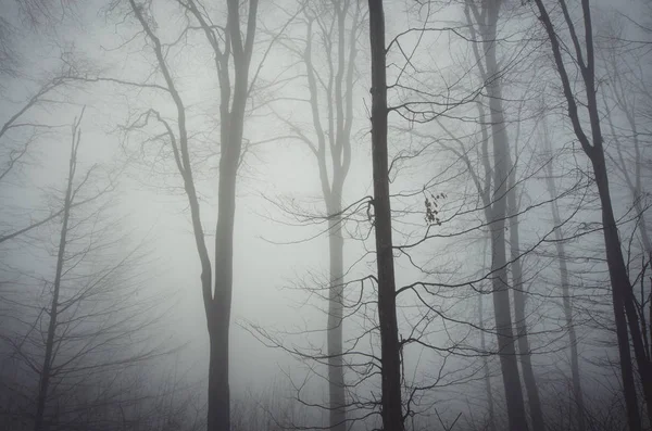 Лесной фон с деревьями в тумане — стоковое фото