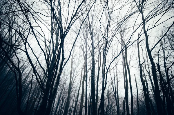 Branches d'arbres silhouettes dans la forêt sombre la nuit — Photo