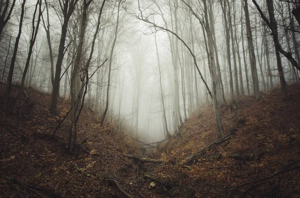 Ağaçların sisli olduğu orman arka planı — Stok fotoğraf