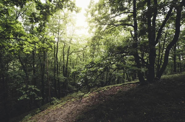 Solljus i grön skog landskap — Stockfoto