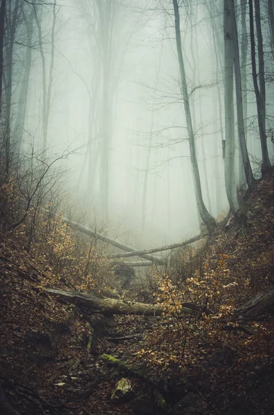 Forêt naturelle dans le brouillard, paysage boisé — Photo