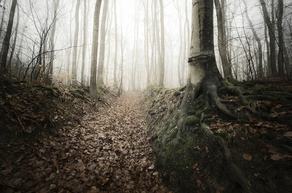 Camino de bosque brumoso con árboles de miedo en la niebla — Foto de Stock