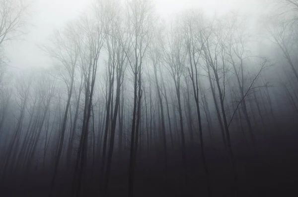 Árboles sombríos en el paisaje del bosque de niebla —  Fotos de Stock