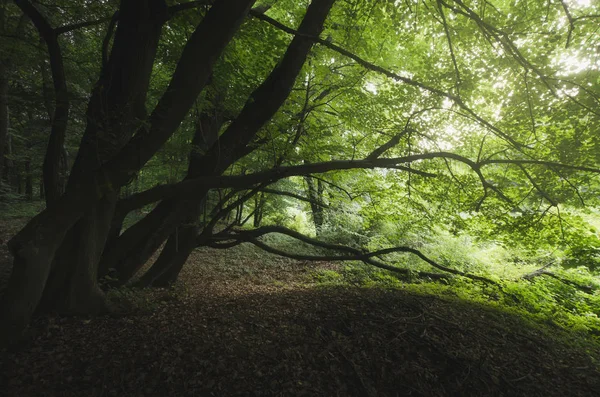 Árvores velhas na borda da floresta verde encantada, paisagem natural — Fotografia de Stock