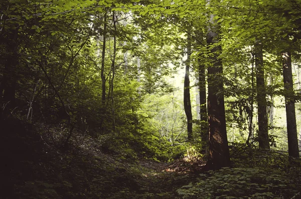 Follaje verde en el paisaje de bosques verdes — Foto de Stock