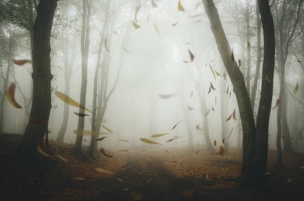 Feuilles d'automne flottant dans le vent dans la forêt brumeuse d'automne, paysage de temps pluvieux — Photo