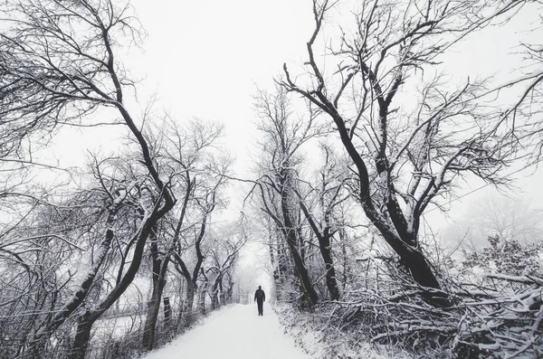 Man walking on snowy winter path between twisted tree branches — Stock Photo, Image