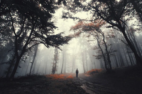 Man wandelend op fantasie bospad met bomen in mist — Stockfoto