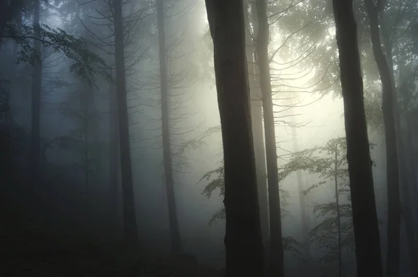 Avondlicht in mistig donker bos achtergrond — Stockfoto