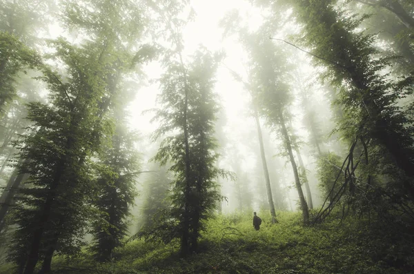 En man i vildmarken. Skogslandskap med träd, dimma och grönt lövverk i dimmiga skogar — Stockfoto