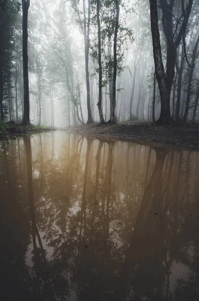 Forest reflection landscape — Stock Photo, Image