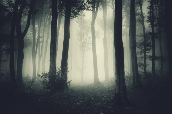 Dunkle Waldlandschaft mit Bäumen und Nebel — Stockfoto