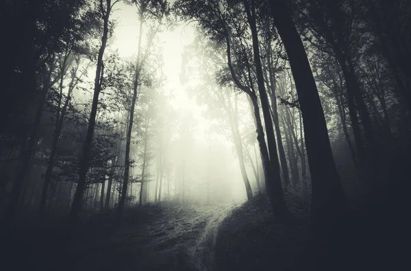 Mörk skog väg skrämmande mörk natur — Stockfoto