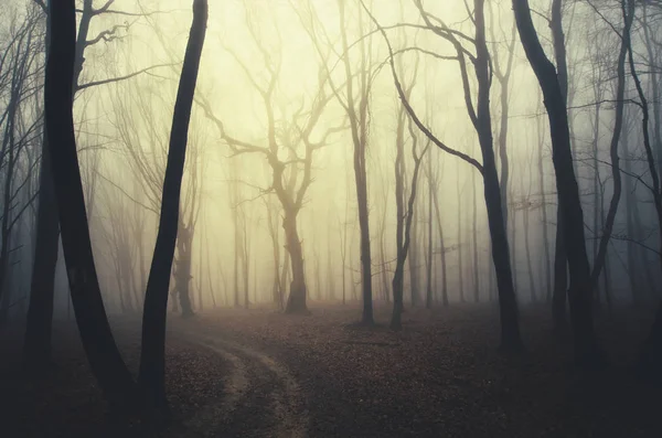 Solnedgång ljus i fantasi dimmig skog med gamla träd — Stockfoto