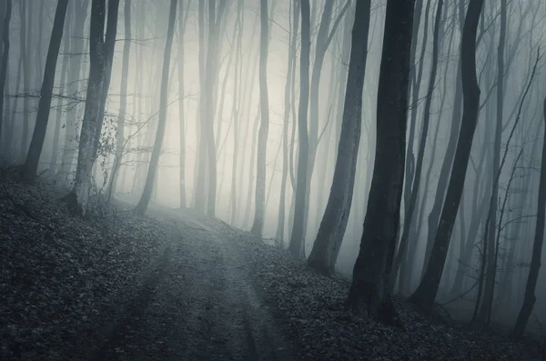 Strada forestale sul paesaggio piovoso giorno.Alberi nella nebbia e sentiero nei boschi spaventosi — Foto Stock